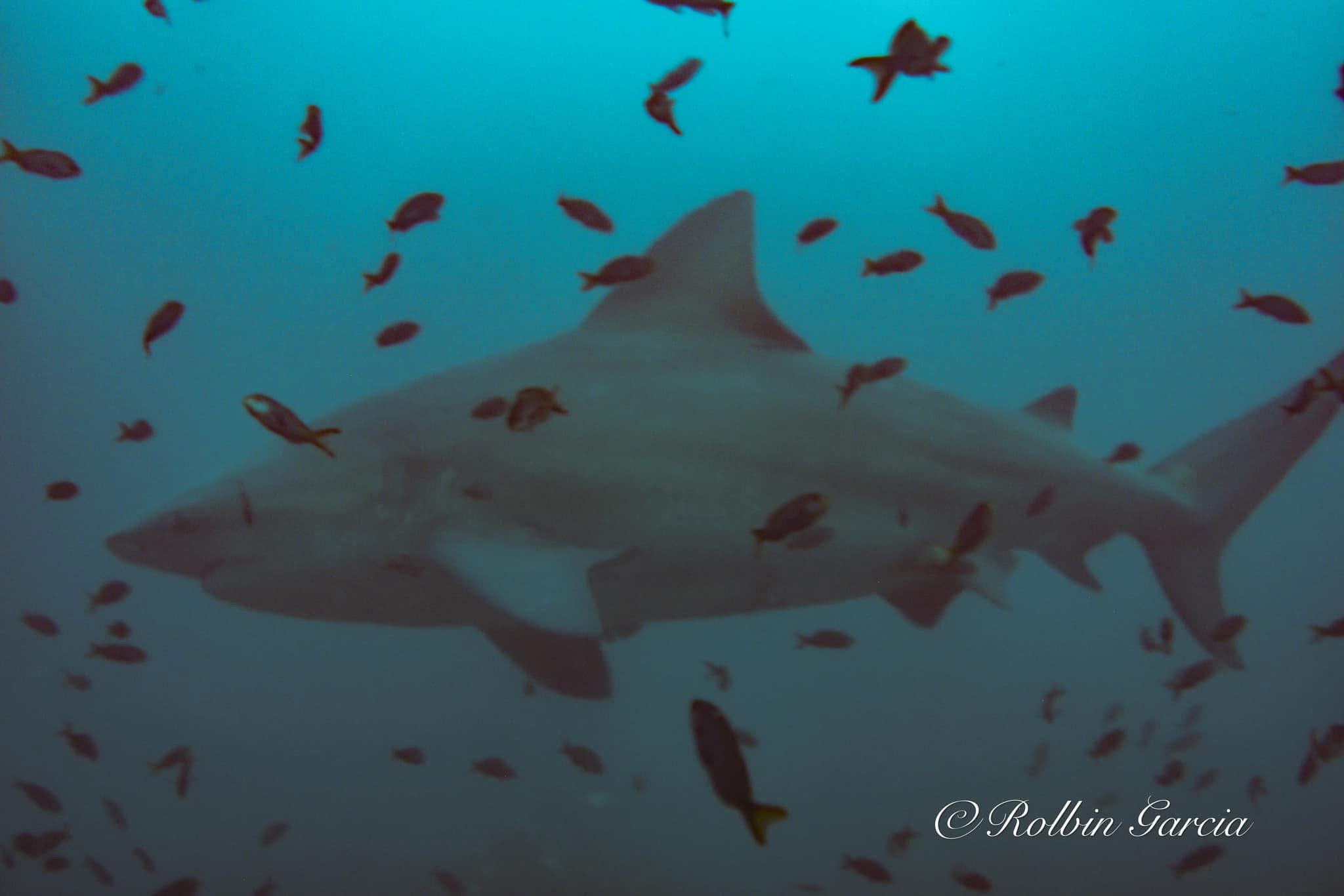 Bull Shark at the Bat Islands
