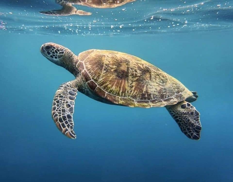 Love Is in the Ocean: Sea Turtles in the Wild 🐢💙🌊 article photo