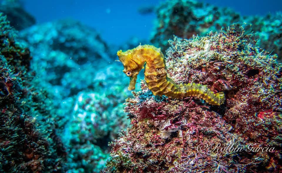 Scuba Diving in Playas del Coco with a Local Guide article photo