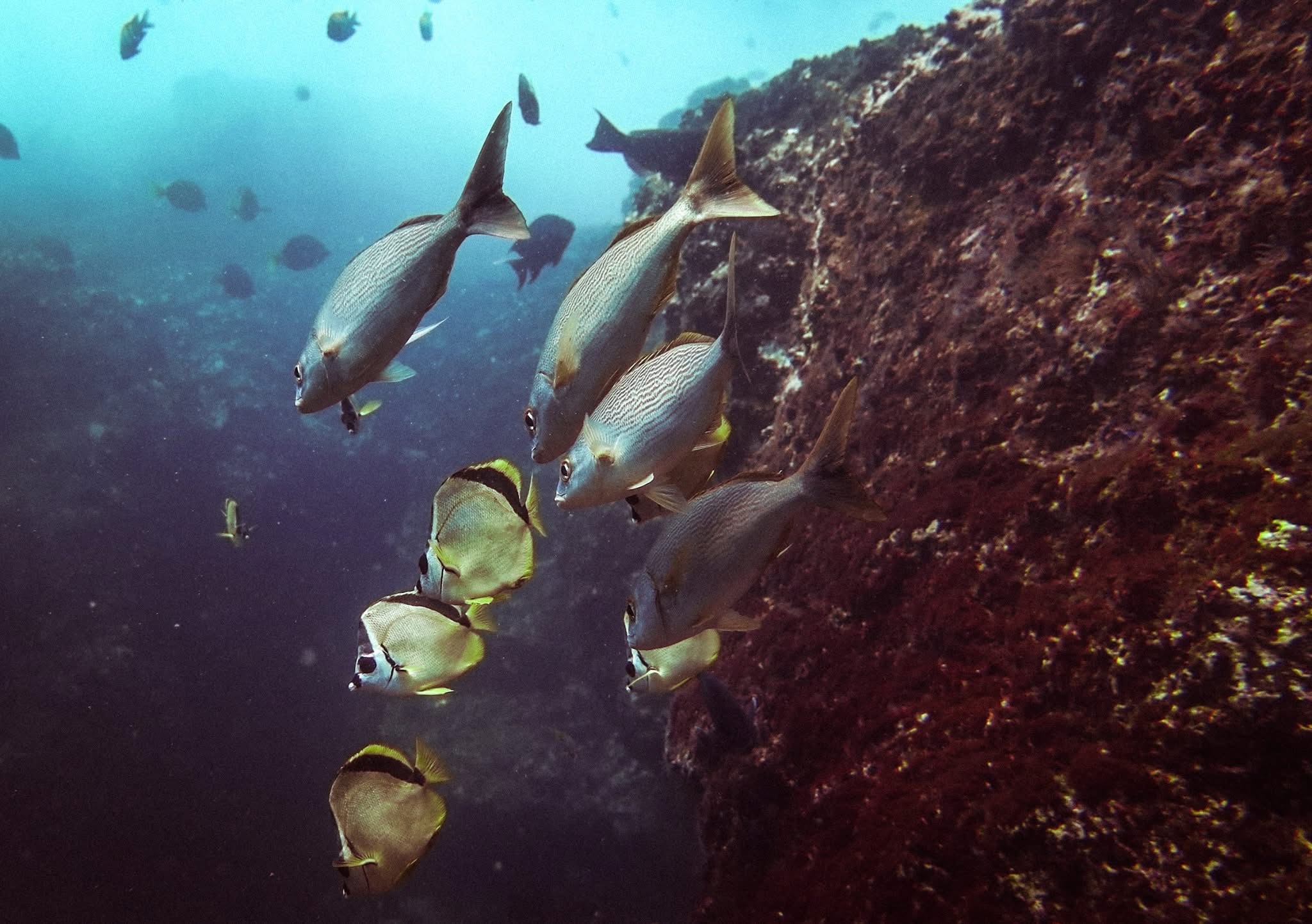 Scuba Diving in Playas del Coco with a Local Guide article photo